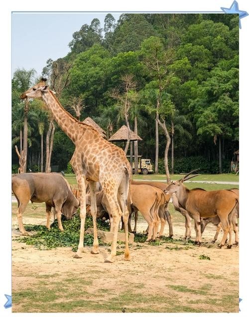 長隆野生動物園門票有效期是多久？