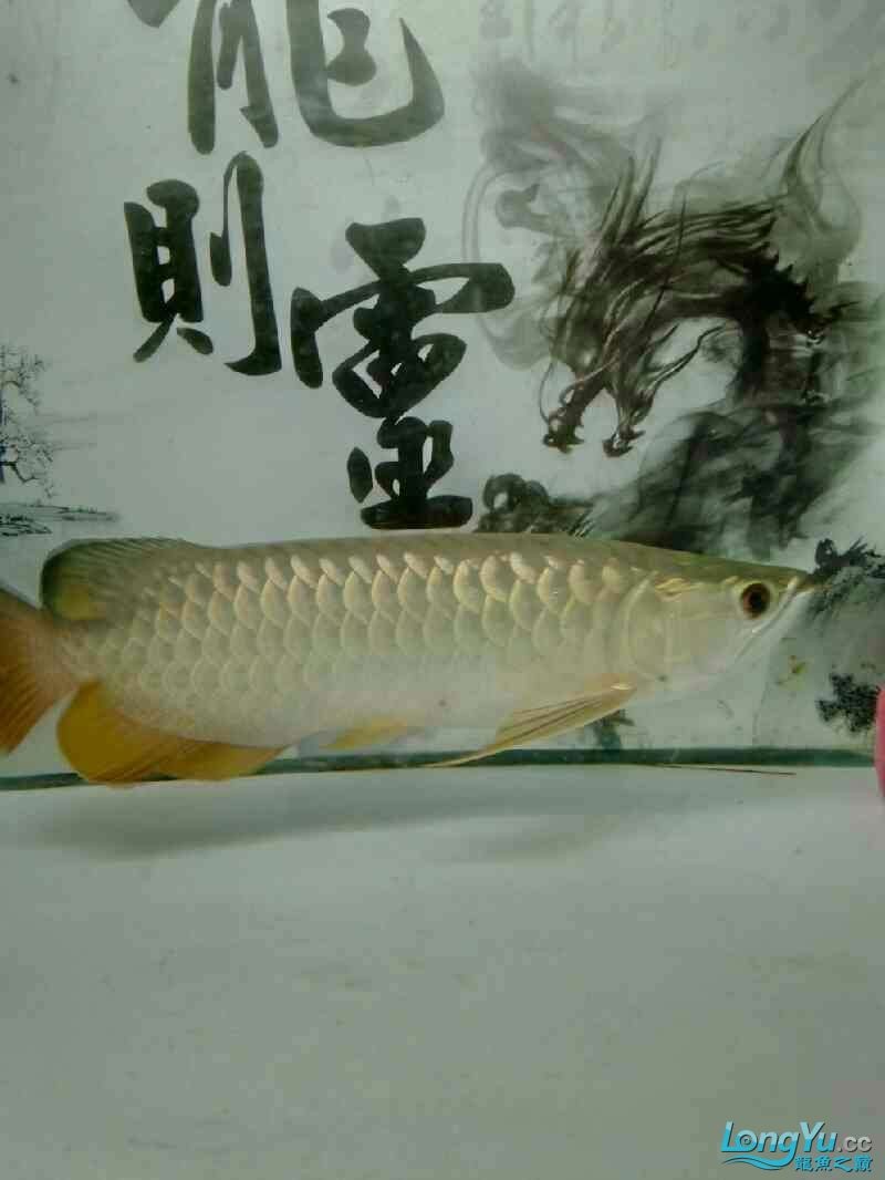 東方財富網提供哪些金龍魚股票數據？，東方財富網提供金龍魚的實時數據