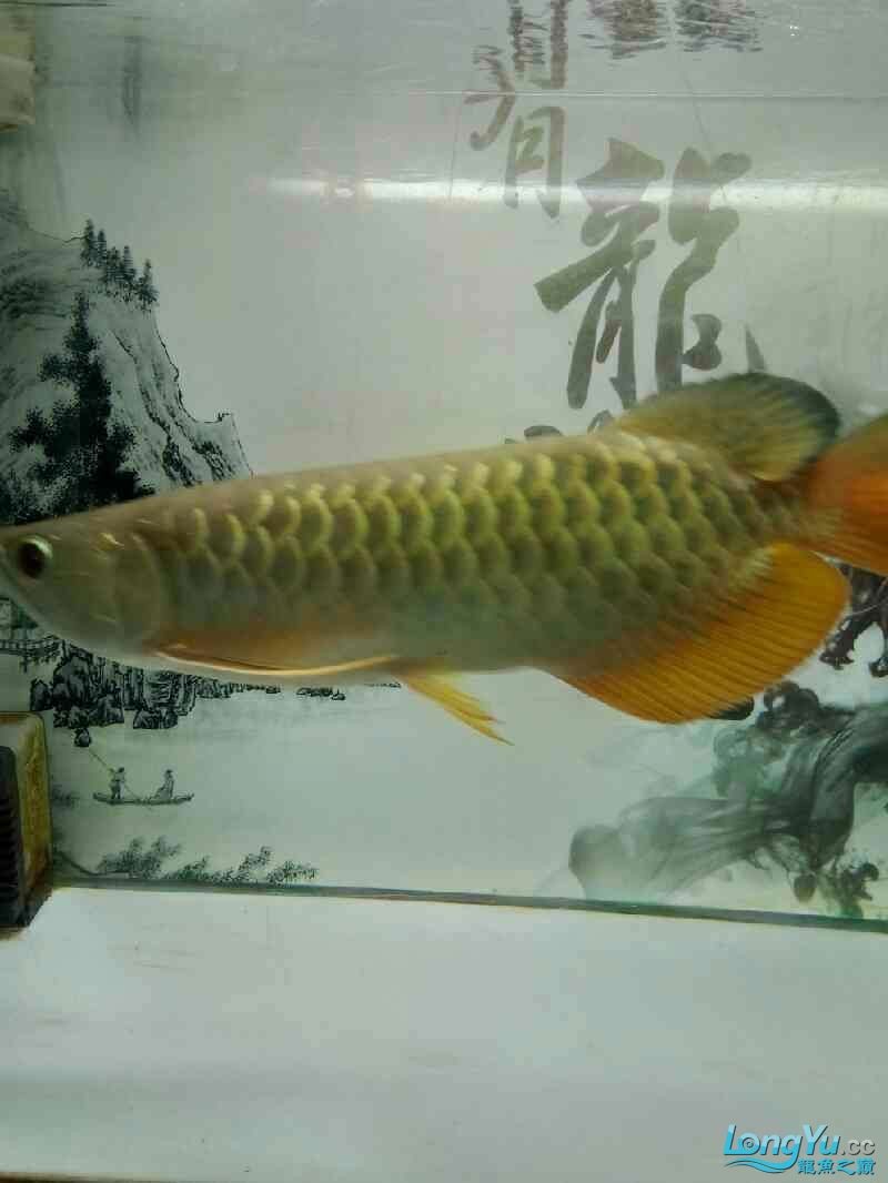 魚的名