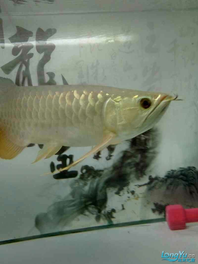 魚的名