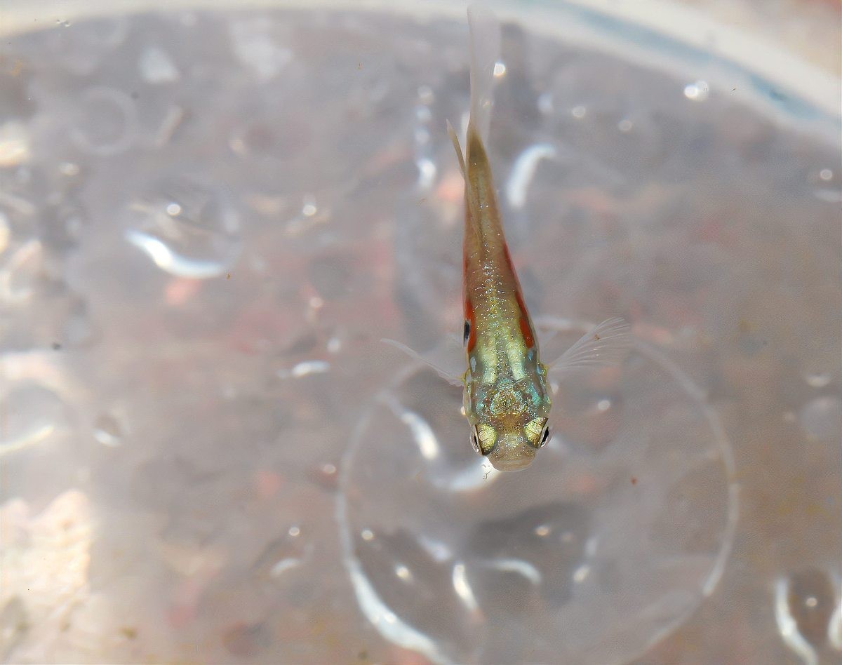 雷龍魚白點病的治療