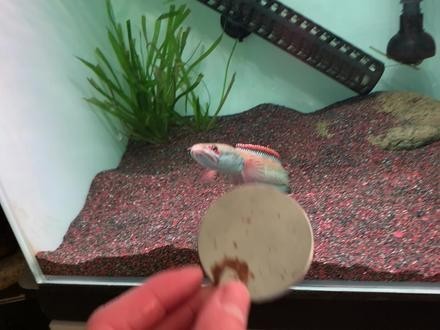 雷龍魚白點病的治療