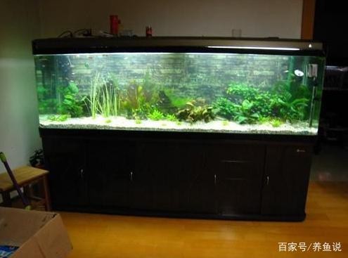 北京云震彬水族店