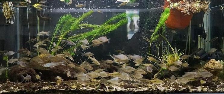 歐寶魚缸優缺點及優點：歐寶魚缸優缺點分析