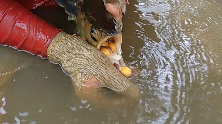 哈爾濱農(nóng)墾香坊鑫海水族館（哈爾濱鑫海匯海鮮烤肉自助地址）