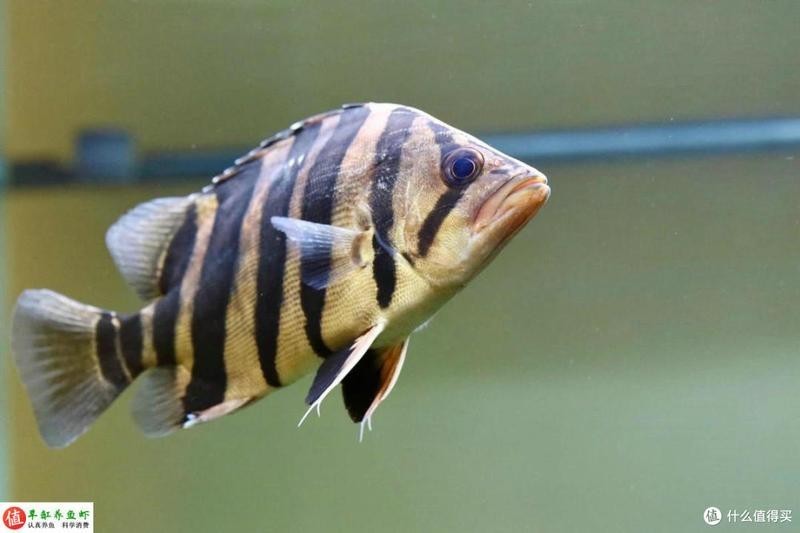 龍魚的虎斑是什么品種的魚類 龍魚的虎斑是什么品種的魚類 龍魚百科 第2張