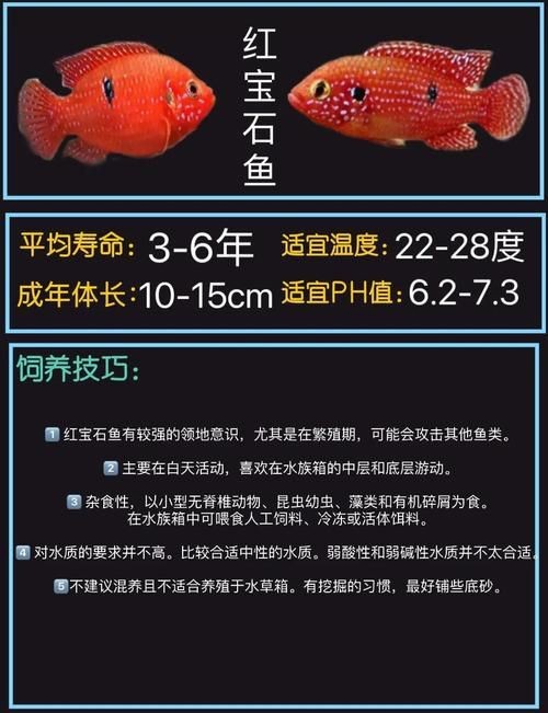 食人蝴蝶吃人圖片