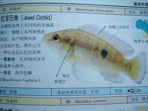 食人蝴蝶吃人圖片