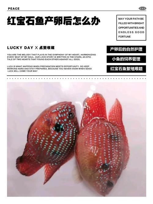 食人蝴蝶吃人圖片