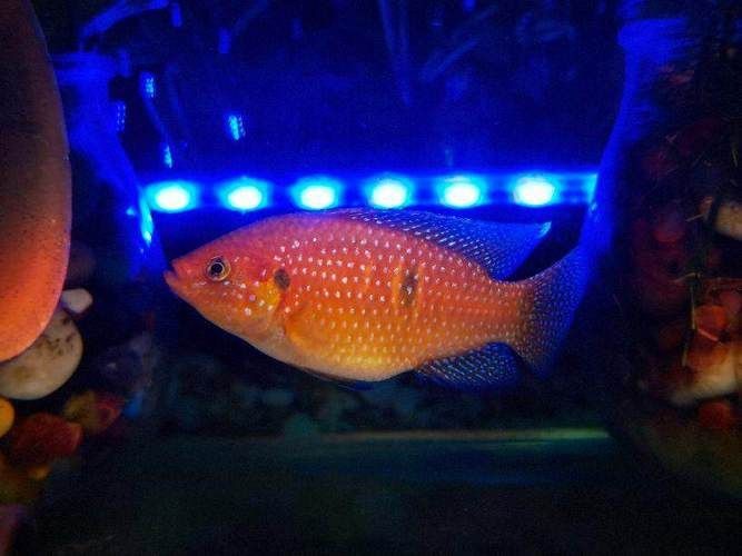 食人蝴蝶吃人圖片