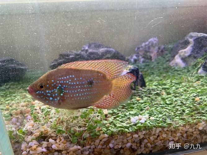 食人蝴蝶吃人圖片