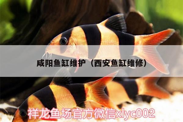 咸陽魚缸維護（西安魚缸維修） 咸陽魚缸維護（西安魚缸維修） 銀龍魚百科