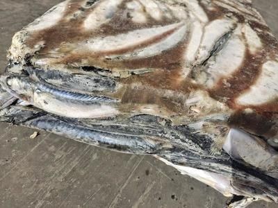 龍魚尾巴上有白色疙瘩怎么治：如何治療龍魚尾巴上的白色疙瘩 龍魚尾巴上有白色疙瘩怎么治：如何治療龍魚尾巴上的白色疙瘩 龍魚百科 第1張
