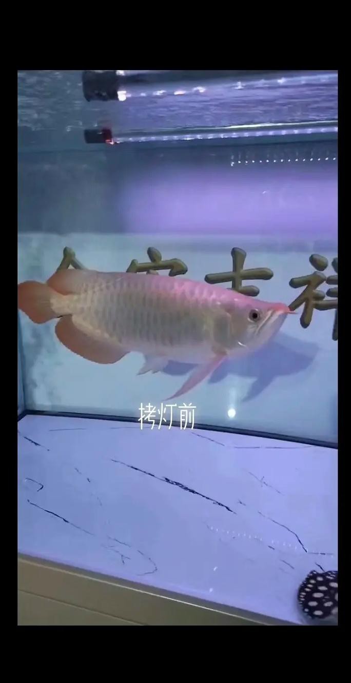 養(yǎng)龍魚用什么燈光最好呢