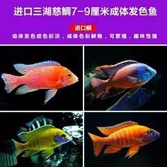 三湖慈鯛爆花藍寶石能長多大