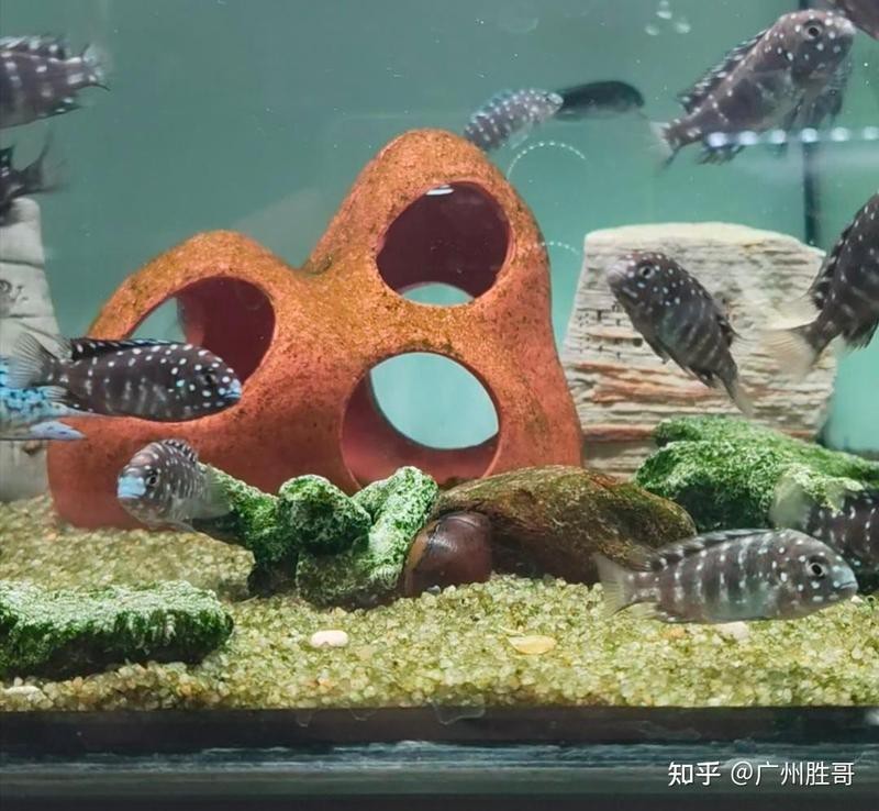 三湖慈鯛爆花藍寶石能長多大