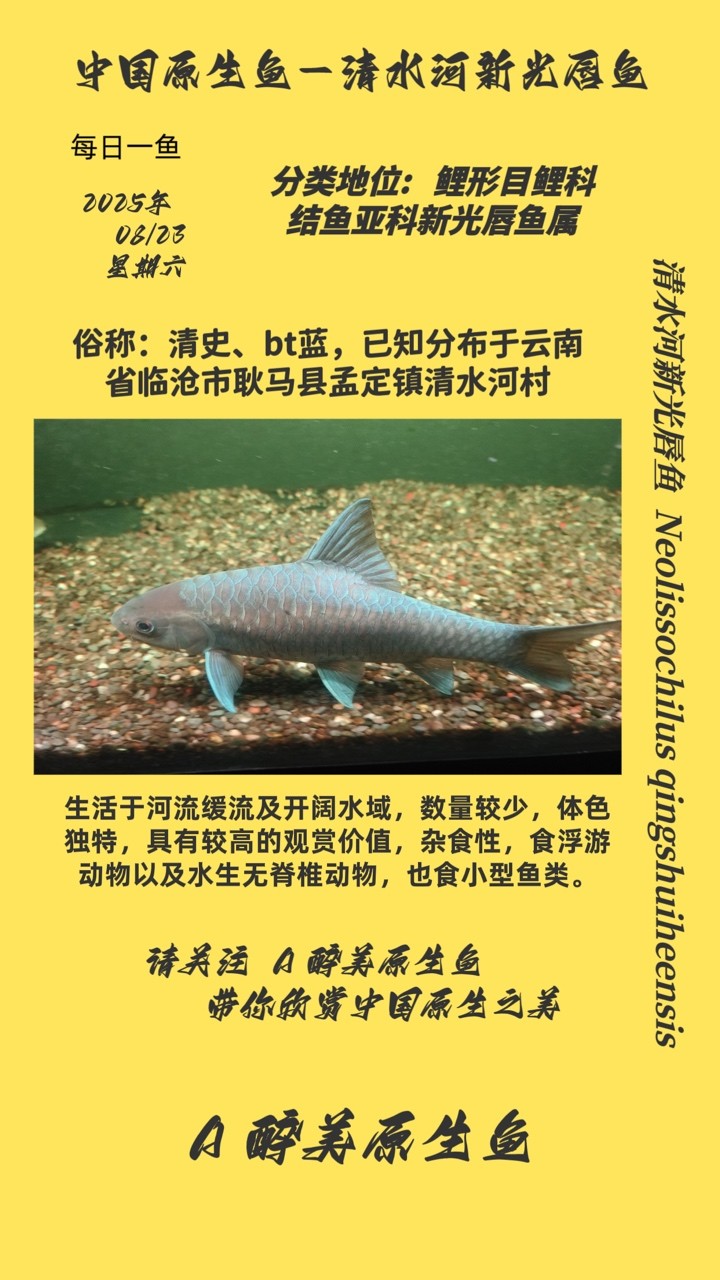 <strong><mark>清水河</mark></strong>新光唇魚