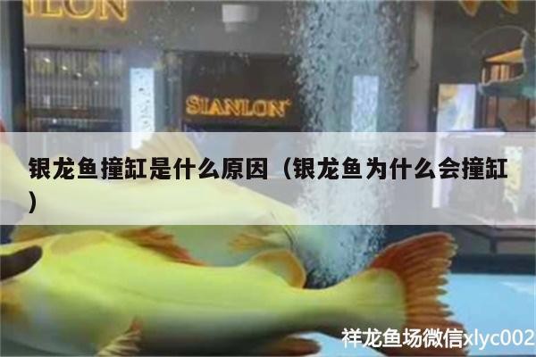 銀龍魚撞缸是什么原因（銀龍魚為什么會撞缸）