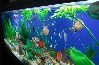 瑪麗魚缸的害處:瑪麗魚缸對生態環境的潛在危害,瑪麗魚混養注意事項 魚缸百科 第3張 瑪麗魚缸的害處:瑪麗魚缸對生態環境的潛在危害,瑪麗魚混養注意事項 瑪麗魚缸的害處:瑪麗魚缸對生態環境的潛在危害,瑪麗魚混養注意事項 魚缸百科 第3張