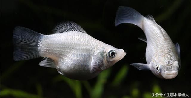 瑪麗魚缸的害處:瑪麗魚缸對生態環境的潛在危害,瑪麗魚混養注意事項 魚缸百科 第2張 瑪麗魚缸的害處:瑪麗魚缸對生態環境的潛在危害,瑪麗魚混養注意事項 瑪麗魚缸的害處:瑪麗魚缸對生態環境的潛在危害,瑪麗魚混養注意事項 魚缸百科 第2張