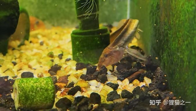 如何飼養和護理短身福龍王魚？
