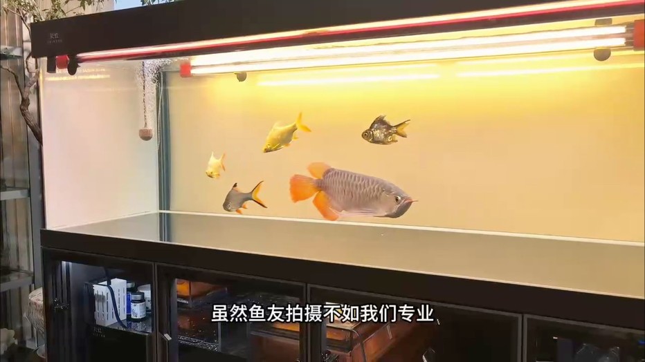 感謝天津魚友的反饋視頻?????? 紅魔王--003“福多多”今日入住大別墅?? 雖然魚友拍攝不如我們專業(yè)，但是夸張的七鰭絲毫遮擋不住！ 龍里龍氣的霸氣感?????????氣場全開?。。?骨骼碩大，七鰭鯁骨粗壯，視覺沖擊力太強(qiáng)了?? #萬隆天王紅龍 #龍魚 #觀賞魚 #養(yǎng)魚日記