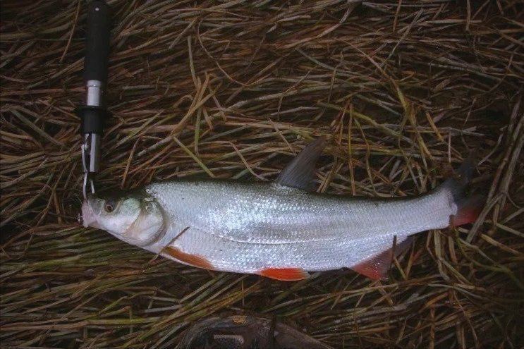 紅尾平克魚價格表和圖片 紅尾平克魚價格表和圖片 龍魚論壇 第11張