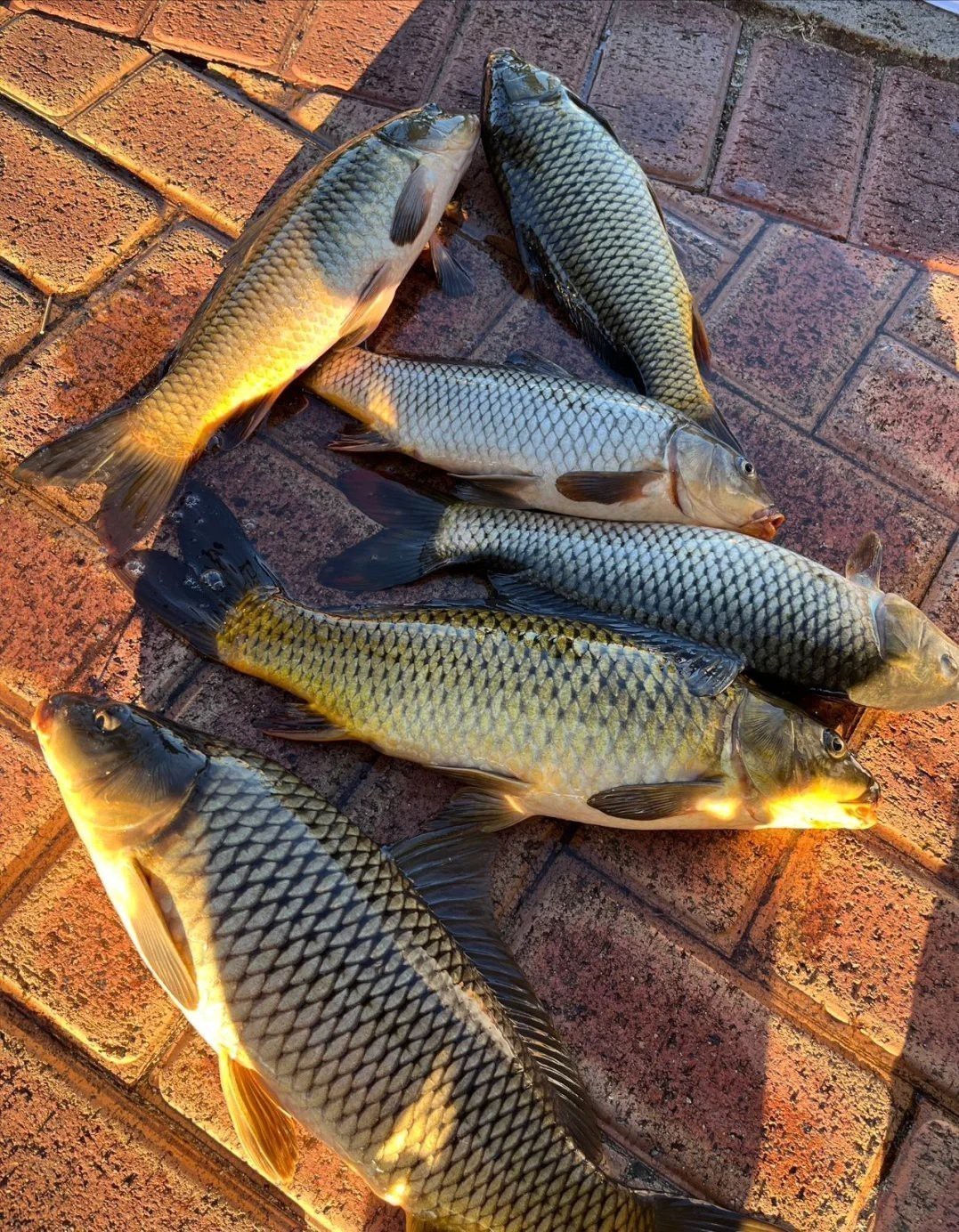 龍頭魚不吉利原因