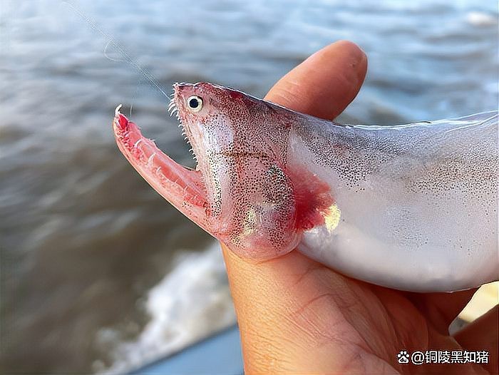 龍頭魚不吉利原因