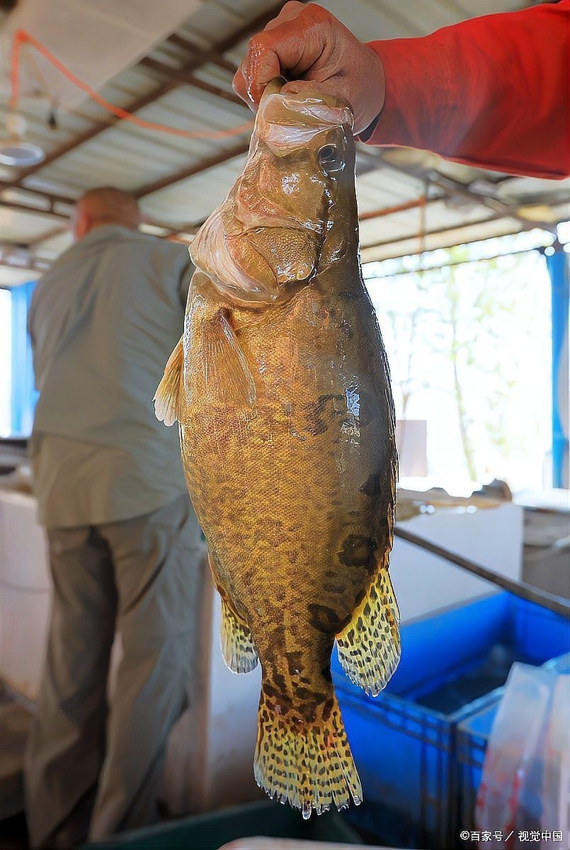 龍頭魚不吉利原因
