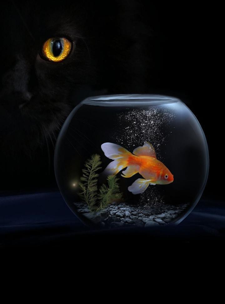 龍頭魚不吉利原因