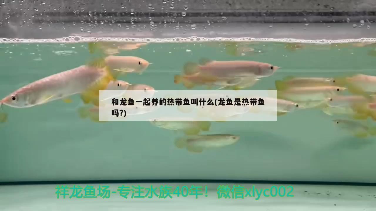 銀龍魚(yú)和汗鯊混養(yǎng)好嗎（銀龍魚(yú)和汗鯊混養(yǎng)好嗎圖片）