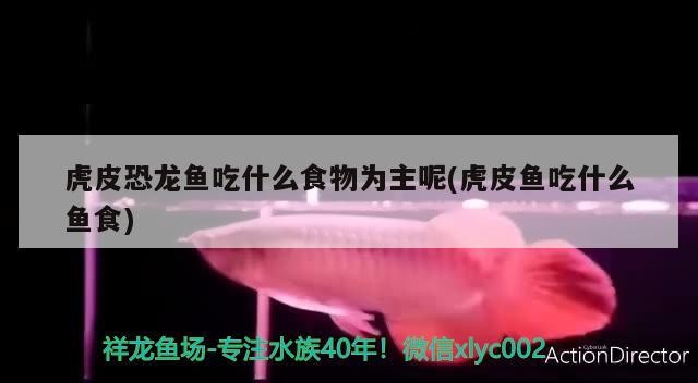 銀龍魚(yú)和汗鯊混養(yǎng)好嗎（銀龍魚(yú)和汗鯊混養(yǎng)好嗎圖片）