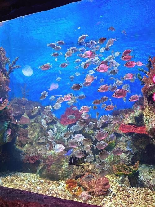 寧波水族展