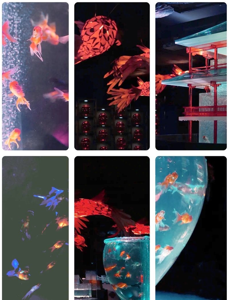 寧波水族展