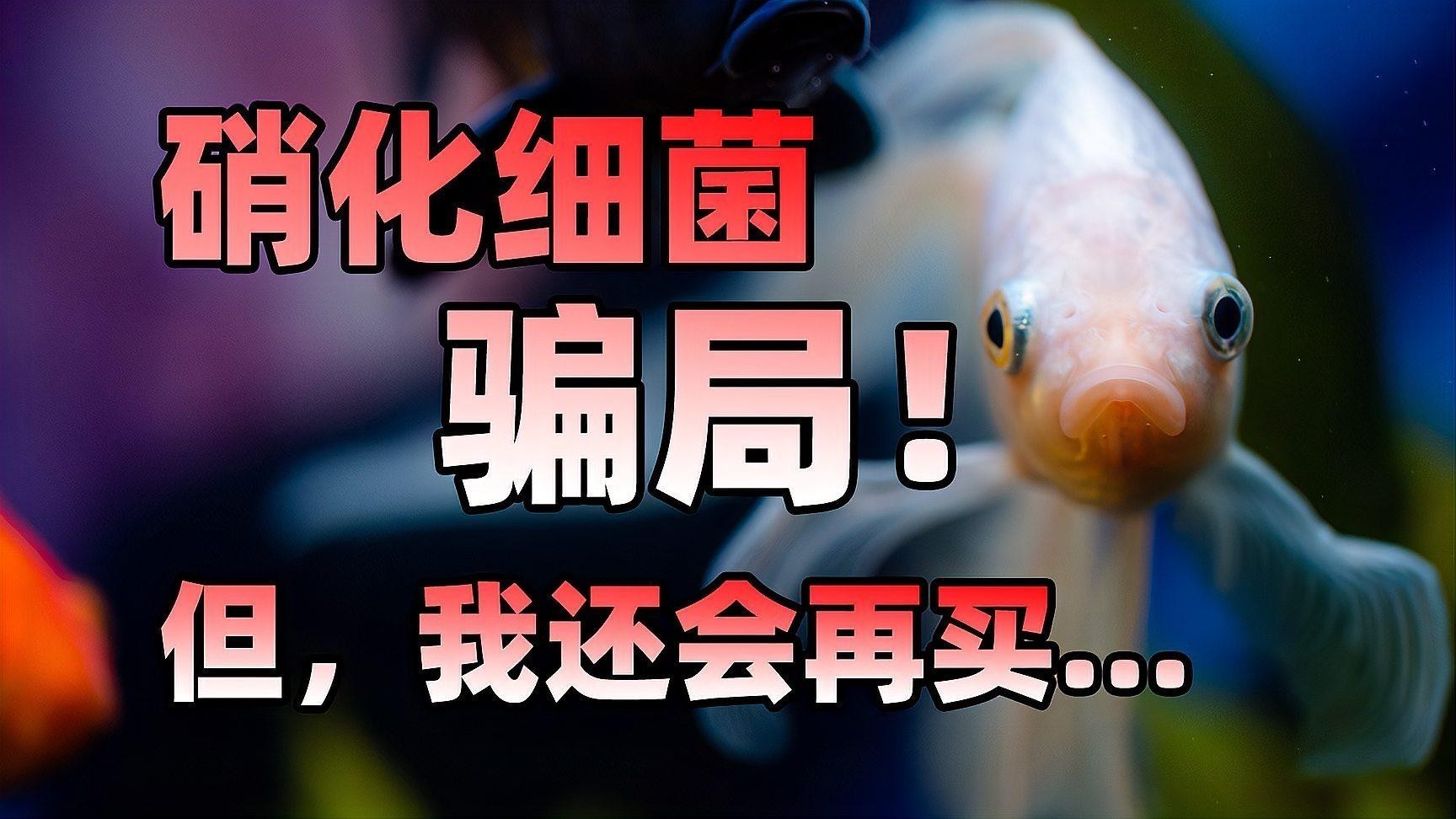 如何判斷硝化細菌是否有效？