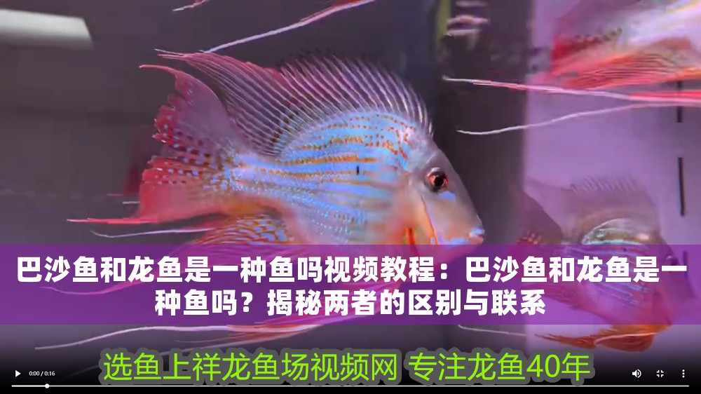 巴沙魚和龍魚是一種魚嗎視頻教程:巴沙魚和龍魚是一種魚嗎?揭秘兩者的區別與聯系 龍魚百科 第1張 巴沙魚和龍魚是一種魚嗎視頻教程:巴沙魚和龍魚是一種魚嗎?揭秘兩者的區別與聯系 巴沙魚和龍魚是一種魚嗎視頻教程:巴沙魚和龍魚是一種魚嗎?揭秘兩者的區別與聯系 龍魚百科 第1張