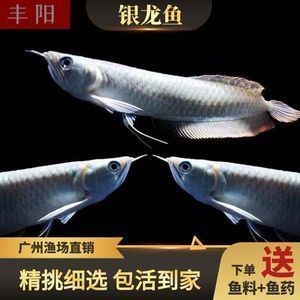 養銀龍魚用什么背景（養銀龍用什么背景圖好）