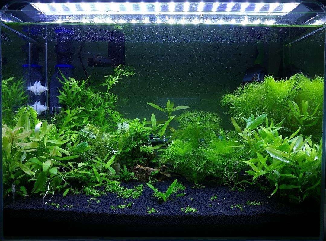 燈照魚缸會不會長綠藻呢（關(guān)于魚缸綠藻的問題） 燈照魚缸會不會長綠藻呢（關(guān)于魚缸綠藻的問題） 魚缸百科 第2張