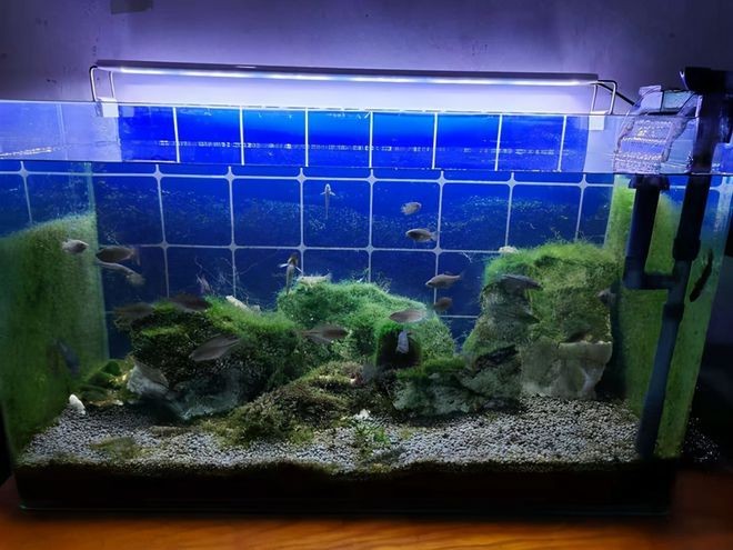 燈照魚缸會不會長綠藻呢（關(guān)于魚缸綠藻的問題） 燈照魚缸會不會長綠藻呢（關(guān)于魚缸綠藻的問題） 魚缸百科 第3張