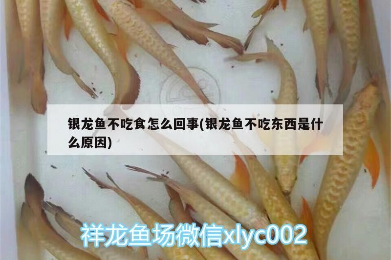 銀龍魚不吃食怎么回事(銀龍魚不吃東西是什么原因) 銀龍魚不吃食怎么回事(銀龍魚不吃東西是什么原因) 銀龍魚百科