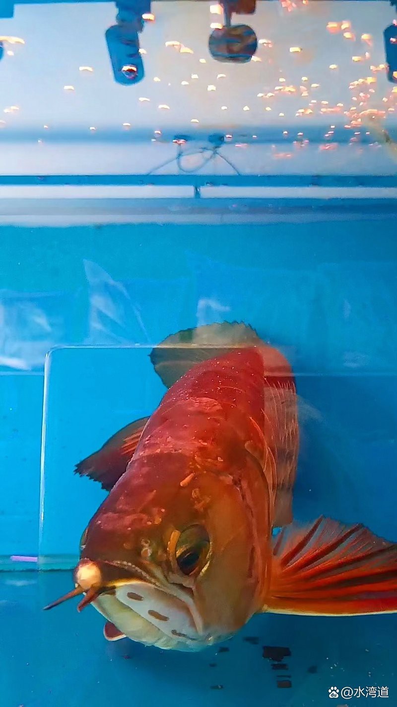 金龍魚編號查詢
