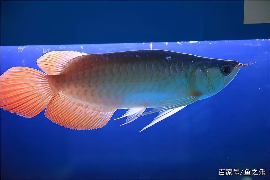 賽級魚排名一覽表圖片