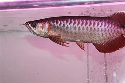 紅龍魚飼養(yǎng)技巧和方法圖解（紅龍魚的飼養(yǎng)技巧）