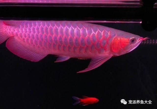 紅龍魚飼養(yǎng)技巧和方法圖解（紅龍魚的飼養(yǎng)技巧）