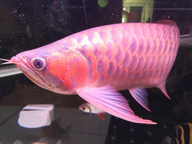 如何辨別真假頂級龍魚? 2025長城杯龍魚大賽 第17張 如何辨別真假頂級龍魚? 如何辨別真假頂級龍魚? 2025長城杯龍魚大賽 第17張