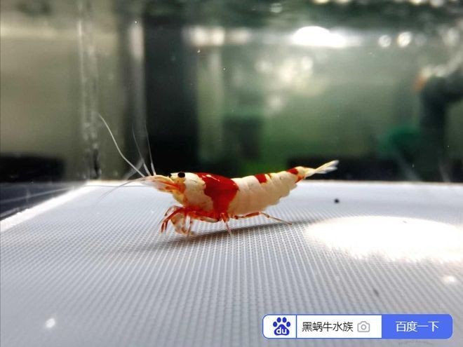 硝化細菌需要多久喂一次食物？