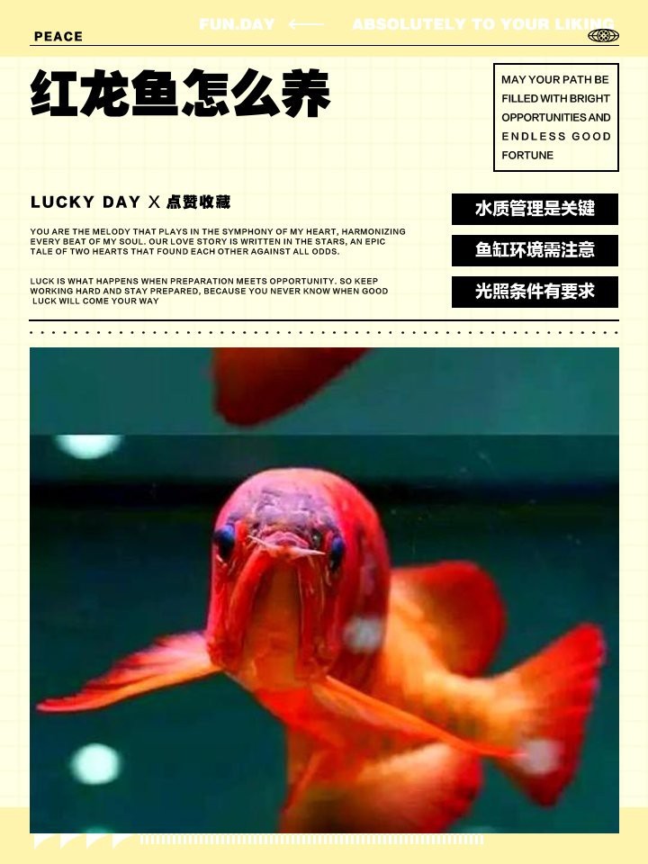 養(yǎng)紅龍魚最好用什么水