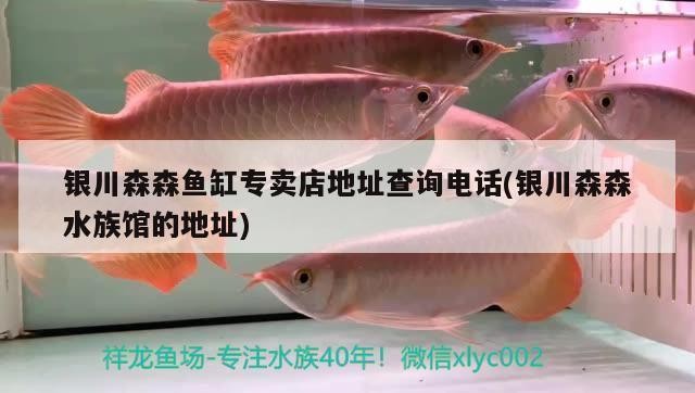 銀龍魚小時(shí)候吃什么(小銀龍魚吃什么飼料最好)