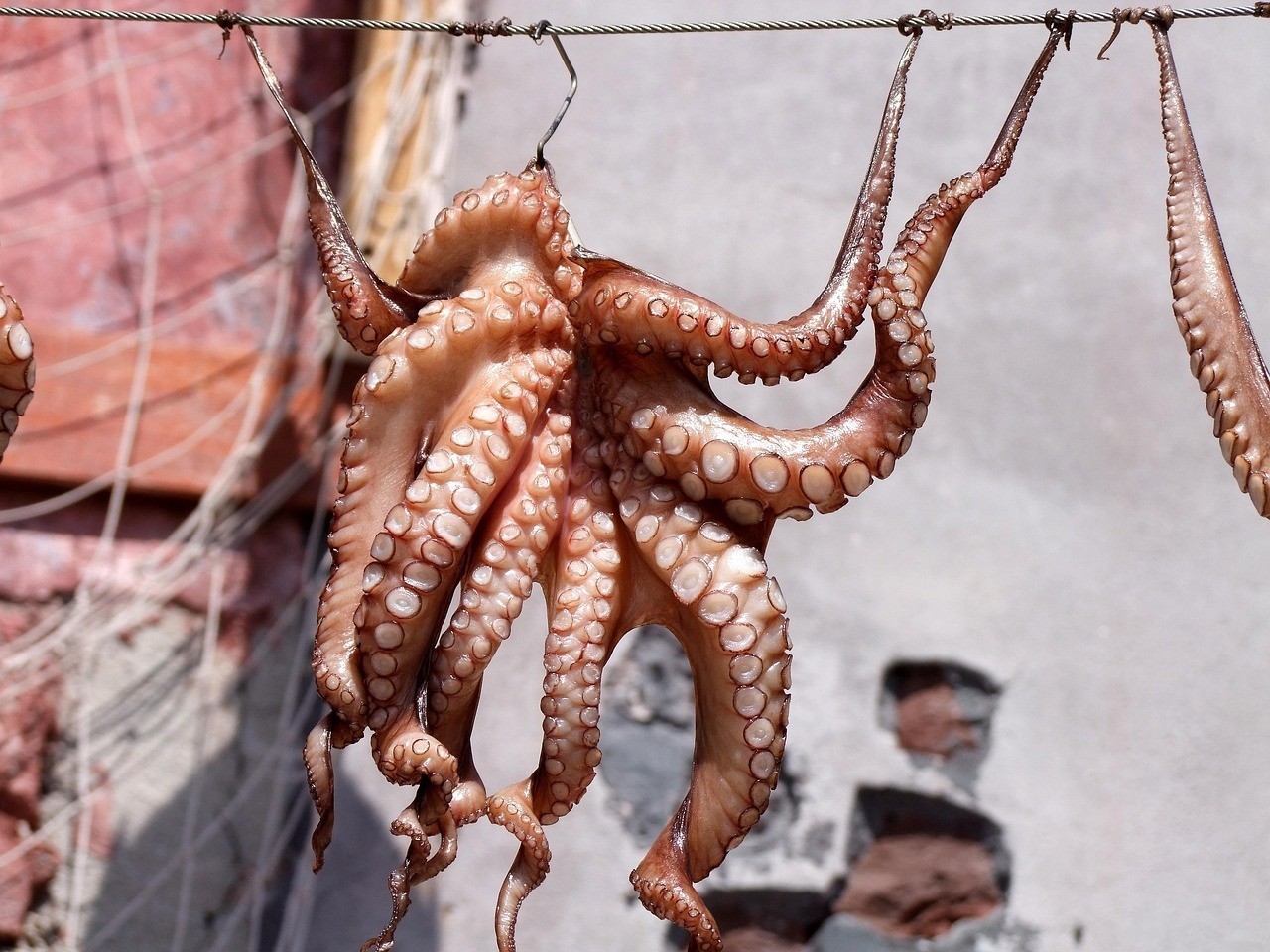 帝王三間魚藍帆五間